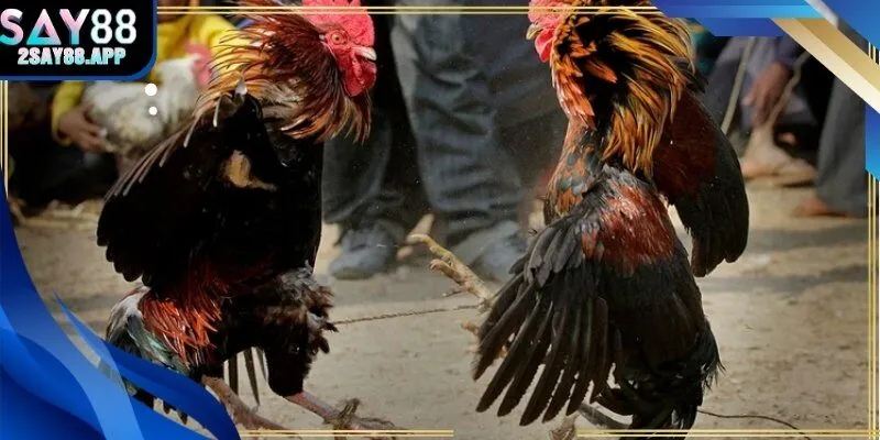 Bảng hiển thị cân nặng và trạng thái thể lực trước trận.