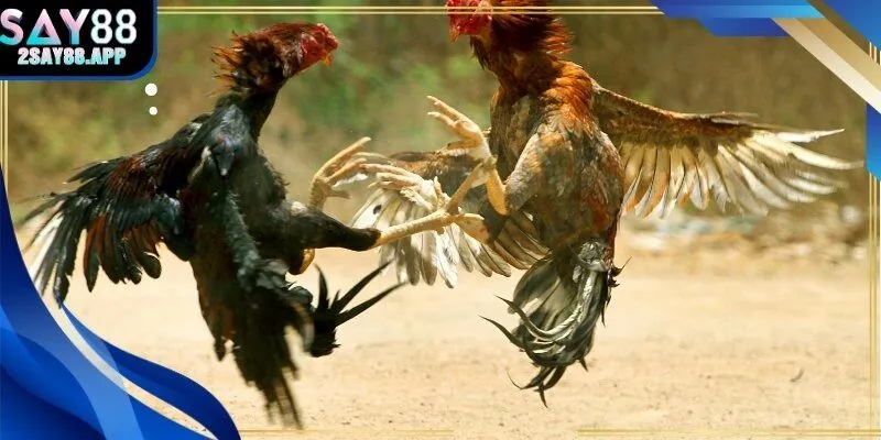 Bảng so sánh phản xạ và thể lực giữa hai chiến kê.