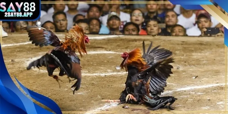 Trận đấu đá gà thomo sống động tại Say88