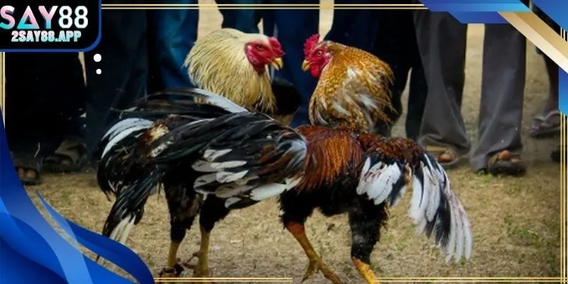 Kinh nghiệm và mẹo chơi đá gà thomo hiệu quả tại Say88