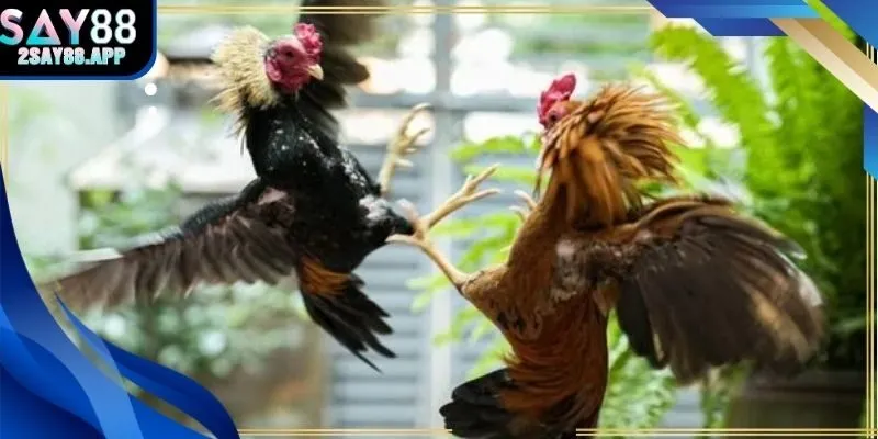 Chiêu thức và cách đặt cược hiệu quả trong đá gà thomo tại Say88