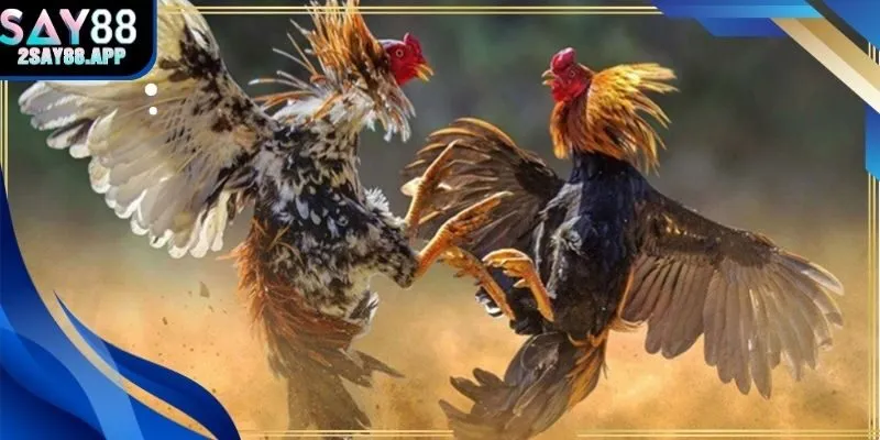Trận đấu đá gà trực tiếp C1 sôi động tại Say88