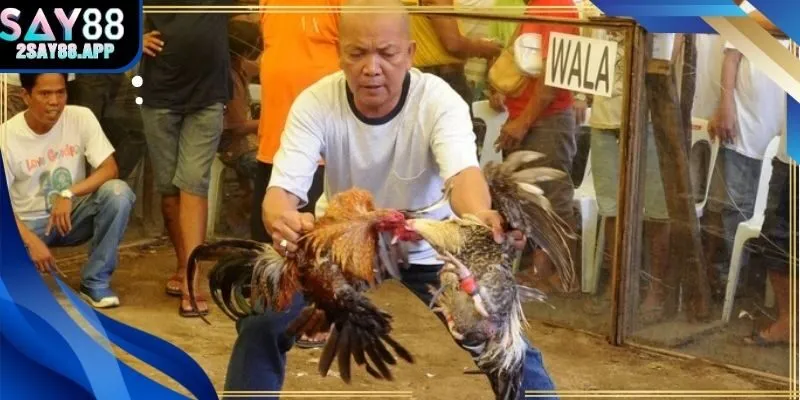 Kinh nghiệm và mẹo thắng cược đá gà trực tiếp C1 tại Say88