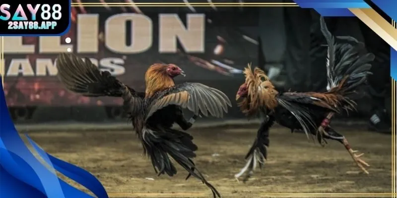 Chiêu thức và chiến thuật đặt cược hiệu quả trong đá gà trực tiếp C1 tại Say88
