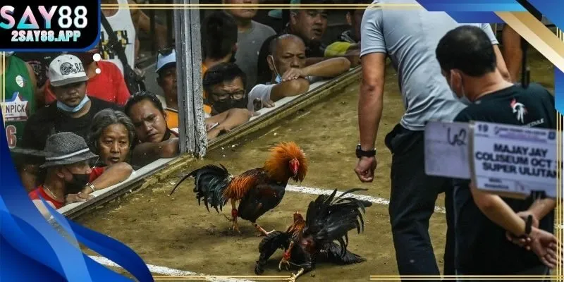 Đá gà trực tiếp C1