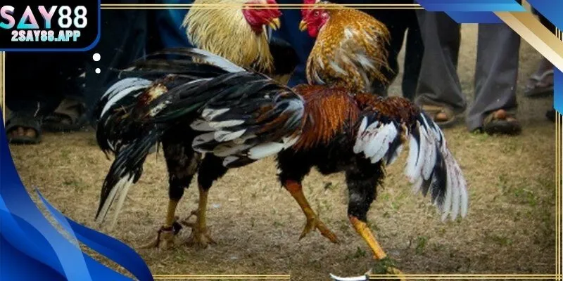 Quỹ đạo di chuyển và vùng tấn công hiệu quả của chiến kê.