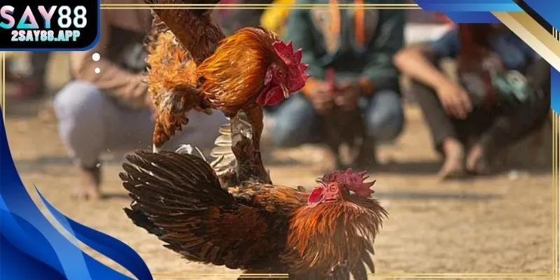 Trận đấu sv388 trực tiếp đá gà sống động tại Say88