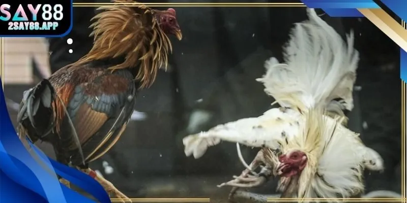 Kinh nghiệm và mẹo thắng cược sv388 trực tiếp đá gà tại Say88