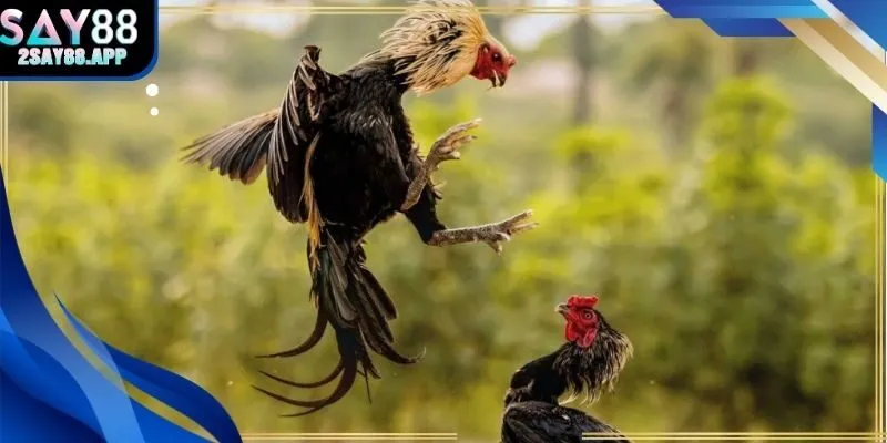 Chiêu thức và cách đặt cược hiệu quả trong sv388 trực tiếp đá gà tại Say88